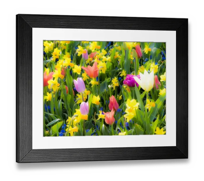Framed Print : Netherlands, Lisse. Multicolored flowers blooming in spring Framed Print : Netherlands, Lisse. Multicolored flowers blooming in spring