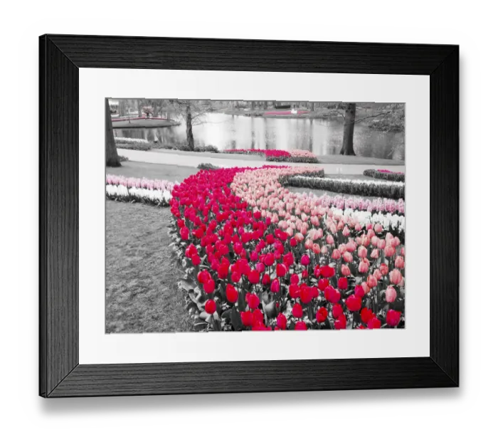 Framed Print : Netherlands, Lisse. Multicolored flowers blooming in spring Framed Print : Netherlands, Lisse. Multicolored flowers blooming in spring