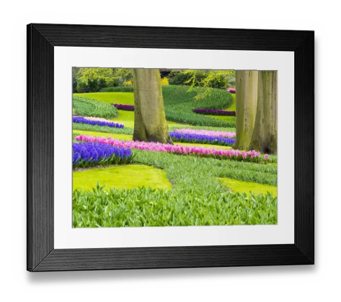 Framed Print : Netherlands, Lisse. Multicolored flowers blooming in spring Framed Print : Netherlands, Lisse. Multicolored flowers blooming in spring