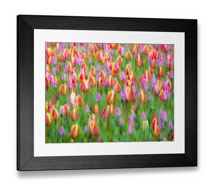 Framed Print : Netherlands, Lisse. Multicolored flowers blooming in spring Framed Print : Netherlands, Lisse. Multicolored flowers blooming in spring