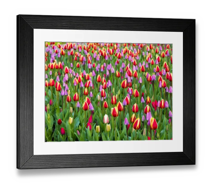 Framed Print : Netherlands, Lisse. Multicolored flowers blooming in spring