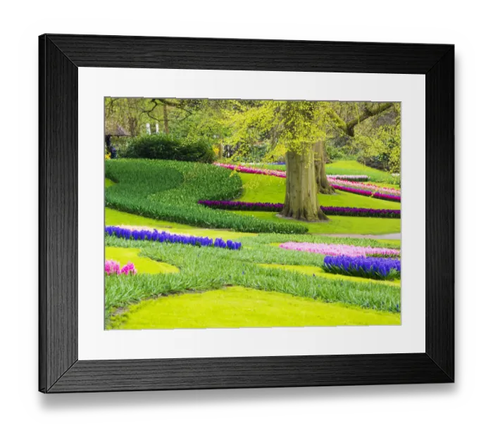 Framed Print : Netherlands, Lisse. Multicolored flowers blooming in spring Framed Print : Netherlands, Lisse. Multicolored flowers blooming in spring