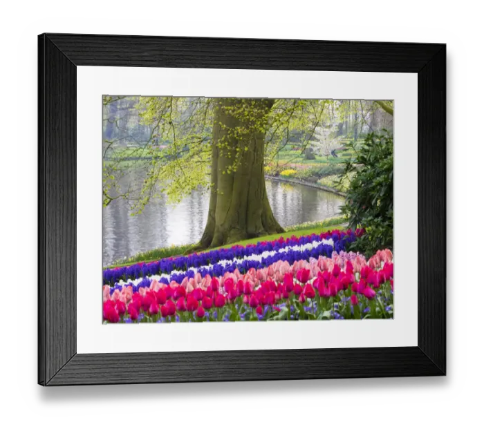 Framed Print : Netherlands, Lisse. Multicolored flowers blooming in spring Framed Print : Netherlands, Lisse. Multicolored flowers blooming in spring