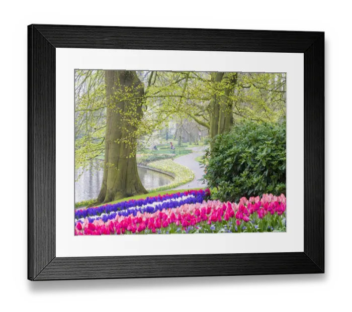 Framed Print : Netherlands, Lisse. Multicolored flowers blooming in spring Framed Print : Netherlands, Lisse. Multicolored flowers blooming in spring