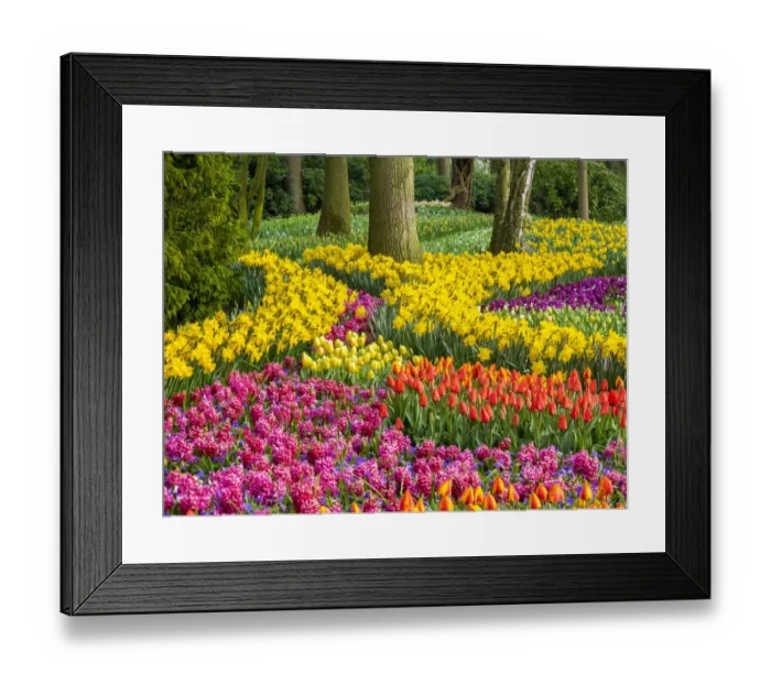 Framed Print : Netherlands, Lisse. Multicolored flowers blooming in spring