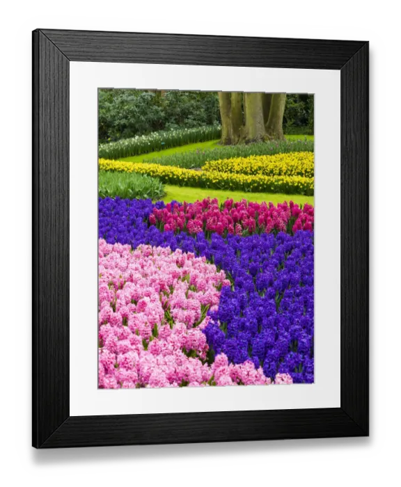 Framed Print : Netherlands, Lisse. Multicolored flowers blooming in spring Framed Print : Netherlands, Lisse. Multicolored flowers blooming in spring