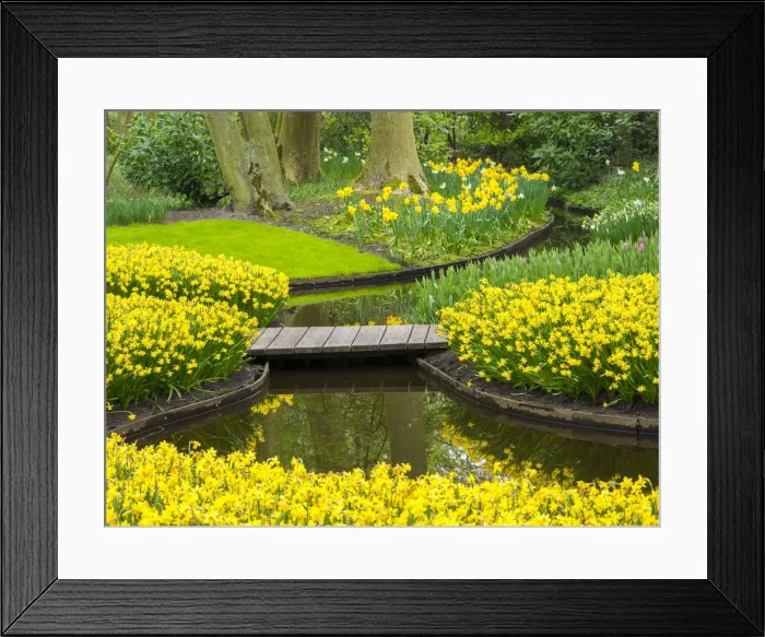Framed Print : Netherlands, Lisse. Multicolored flowers in spring Framed Print : Netherlands, Lisse. Multicolored flowers in spring