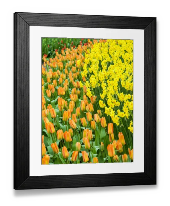 Framed Print : Netherlands, Lisse. Multicolored flowers blooming in spring Framed Print : Netherlands, Lisse. Multicolored flowers blooming in spring