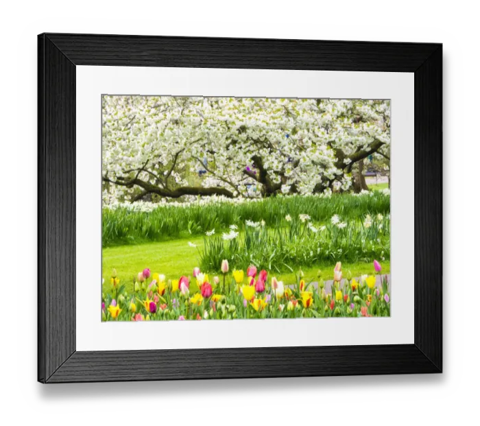 Framed Print : Netherlands, Lisse. Multicolored flowers blooming in spring Framed Print : Netherlands, Lisse. Multicolored flowers blooming in spring