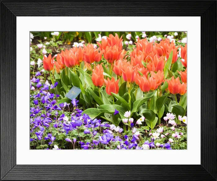 Framed Print : Netherlands, Lisse. Multicolored flowers in spring