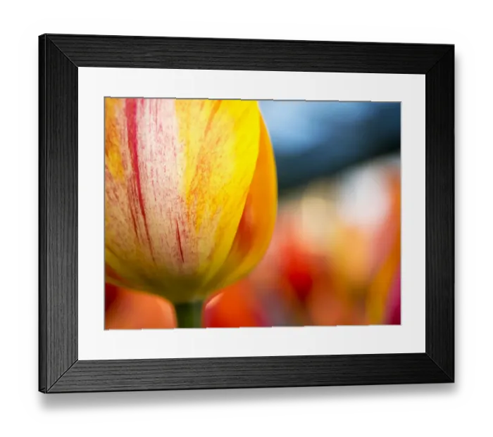 Framed Print : Netherland, Lisse. Close-up image of tulips Framed Print : Netherland, Lisse. Close-up image of tulips
