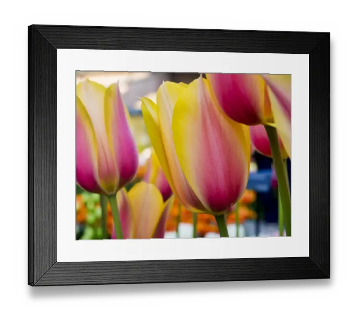 Framed Print : Netherland, Lisse. Close-up image of tulips Framed Print : Netherland, Lisse. Close-up image of tulips