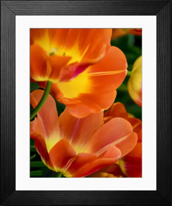 Framed Print : Netherland, Lisse. Close-up image of tulips