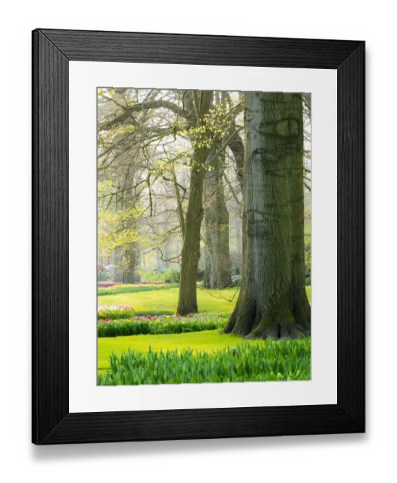 Framed Print : Netherlands, Lisse. Multicolored flowers blooming in spring