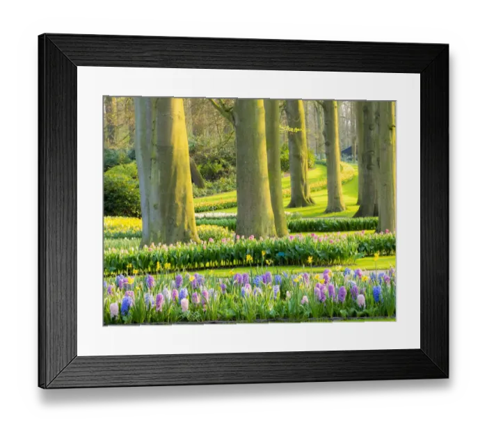 Framed Print : Netherlands, Lisse. Multicolored flowers blooming in spring Framed Print : Netherlands, Lisse. Multicolored flowers blooming in spring