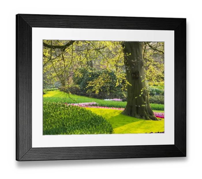 Framed Print : Netherlands, Lisse. Multicolored flowers blooming in spring Framed Print : Netherlands, Lisse. Multicolored flowers blooming in spring