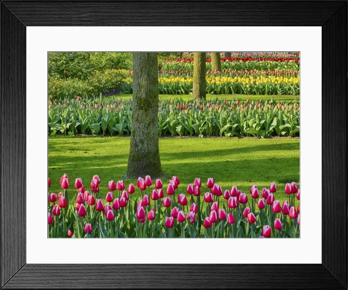 Framed Print : Netherlands. Spring, flowering colorful assorted flowers Framed Print : Netherlands. Spring, flowering colorful assorted flowers