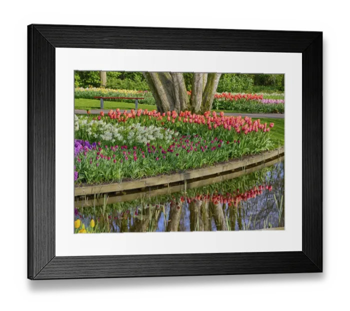 Framed Print : Netherlands, Lisse. Spring flowers reflecting in to the pond Framed Print : Netherlands, Lisse. Spring flowers reflecting in to the pond