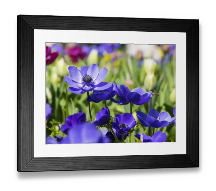 Framed Print : Netherlands, Lisse. Multicolored flowers blooming in spring Framed Print : Netherlands, Lisse. Multicolored flowers blooming in spring