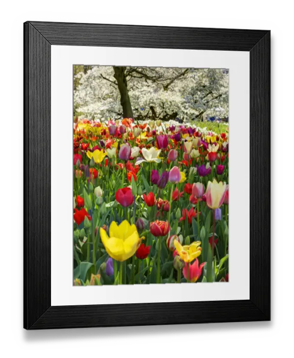 Framed Print : Netherlands, Lisse. Multicolored flowers blooming in spring Framed Print : Netherlands, Lisse. Multicolored flowers blooming in spring