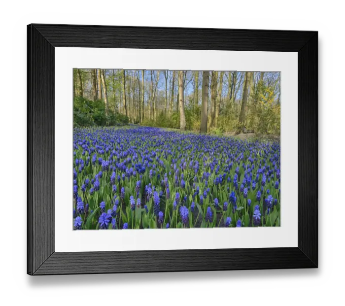 Framed Print : Netherlands, Lisse. Forest and flowers in the Keukenhof Gardens Framed Print : Netherlands, Lisse. Forest and flowers in the Keukenhof Gardens