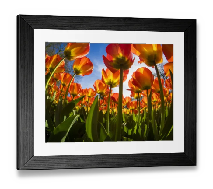 Framed Print : Netherlands, Lisse. Flowering colorful tulips