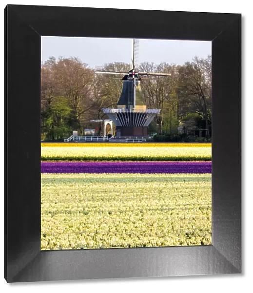 Netherlands, Lisse. Windmill in field of colorful tulips