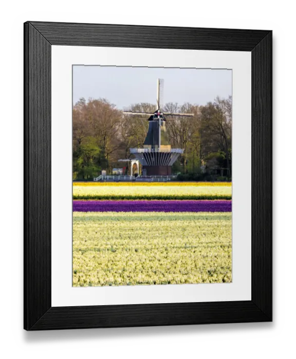 Framed Print : Netherlands, Lisse. Windmill in field of colorful tulips