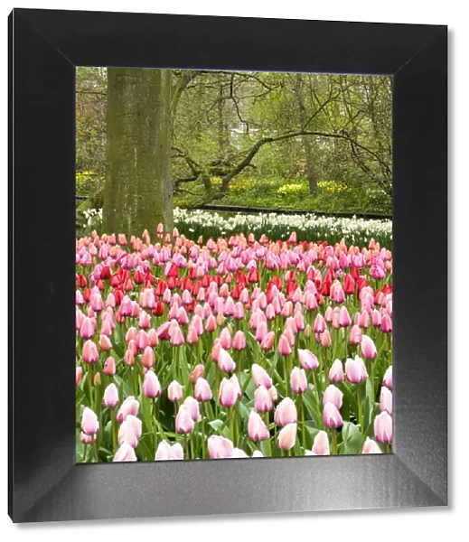 Netherlands. Forest and flowers in the Keukenhof Gardens