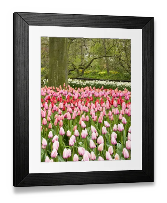 Framed Print : Netherlands. Forest and flowers in the Keukenhof Gardens Framed Print : Netherlands. Forest and flowers in the Keukenhof Gardens