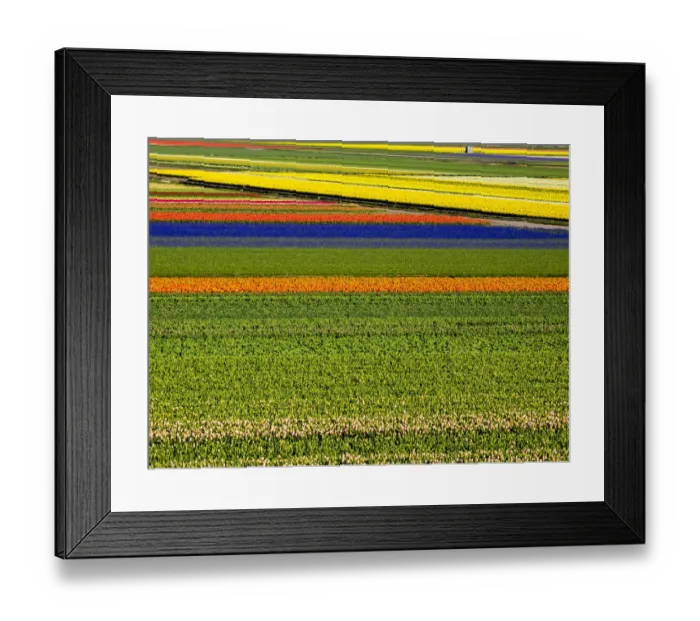 Framed Print : Netherlands, Nord Holland. Flower fields in full bloom