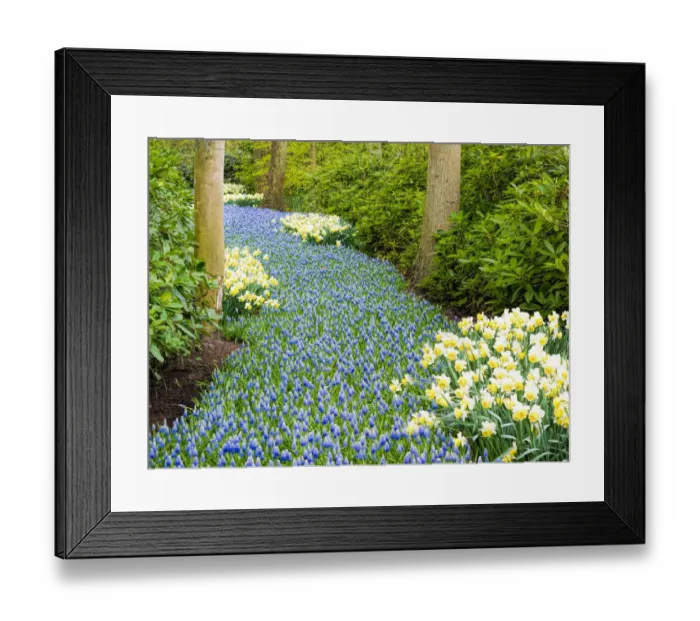 Framed Print : Netherlands, Lisse. River of flowers Framed Print : Netherlands, Lisse. River of flowers