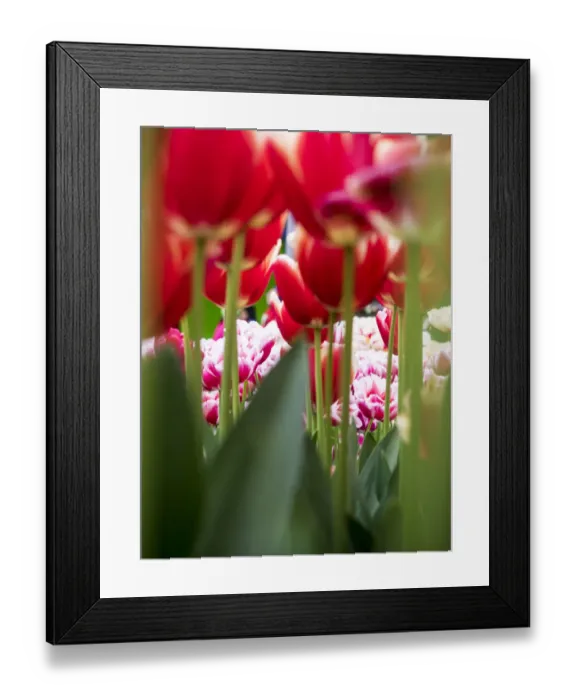 Framed Print : Close-up of tulips Framed Print : Close-up of tulips