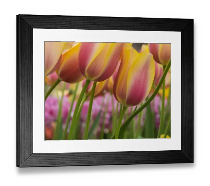 Framed Print : Close-up of tulips Framed Print : Close-up of tulips