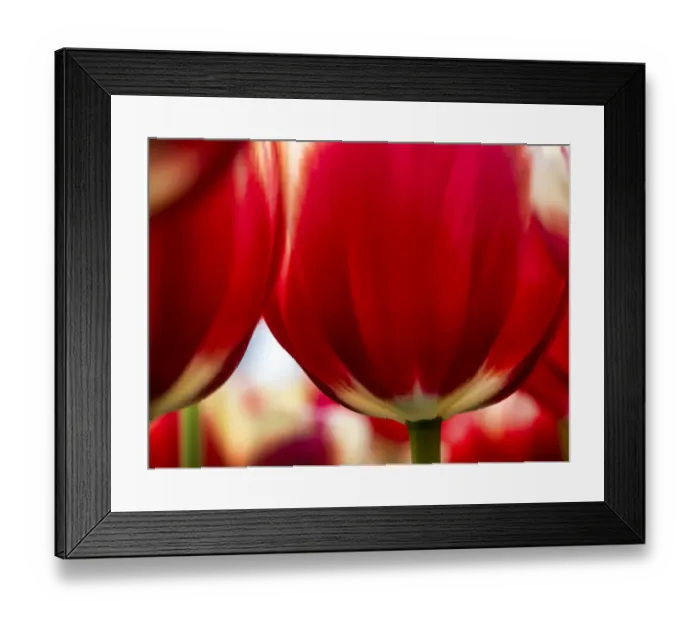 Framed Print : Close-up of tulips