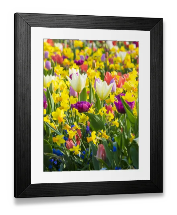 Framed Print : Multicolored flowers in Spring bloom Framed Print : Multicolored flowers in Spring bloom