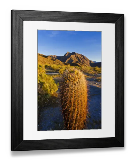Framed Print : Morning light on cholla and barrel cactus under Indianhead Peak, Anza-Borrego Desert State Park Framed Print : Morning light on cholla and barrel cactus under Indianhead Peak, Anza-Borrego Desert State Park
