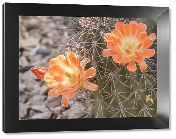 USA, Arizona, Desert Botanic Garden. Cactus blossoms and spines. Credit as: Cathy