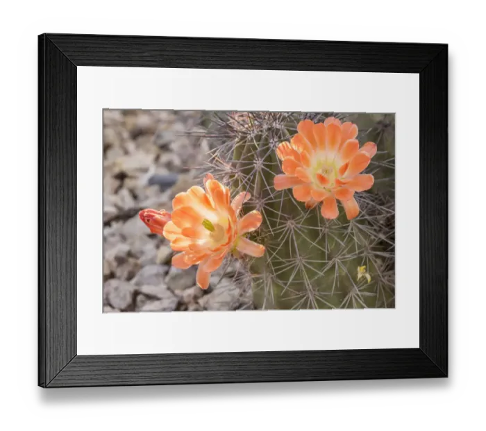 Framed Print : USA, Arizona, Desert Botanic Garden. Cactus blossoms and spines. Credit as: Cathy