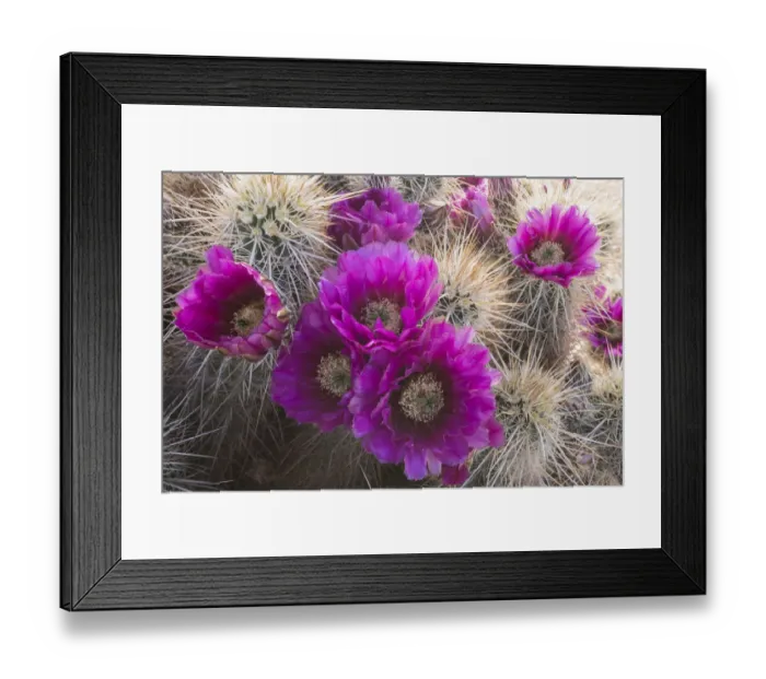 Framed Print : Arizona. Strawberry hedgehog cactus, Echinocereus engelmannii, blooms vibrantly in Spring Framed Print : Arizona. Strawberry hedgehog cactus, Echinocereus engelmannii, blooms vibrantly in Spring