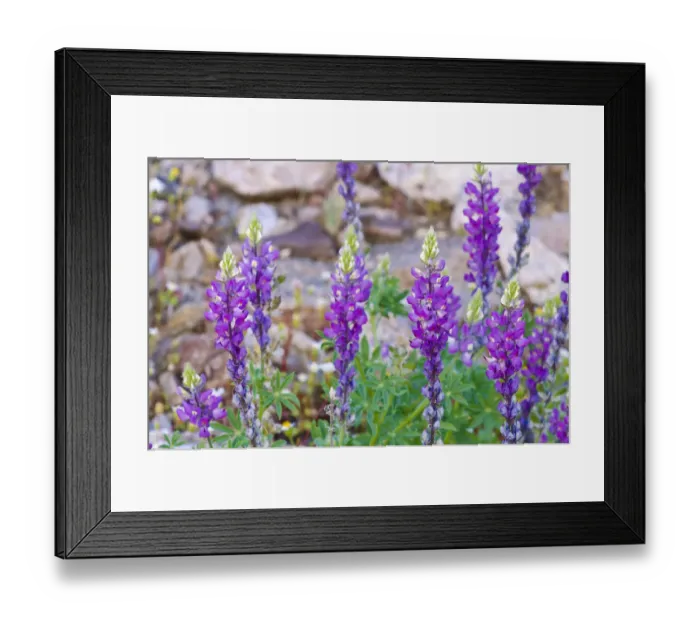 Framed Print : Desert Lupine (Lupinus sparsiflorus), Anza-Borrego Desert State Park, California, USA Framed Print : Desert Lupine (Lupinus sparsiflorus), Anza-Borrego Desert State Park, California, USA