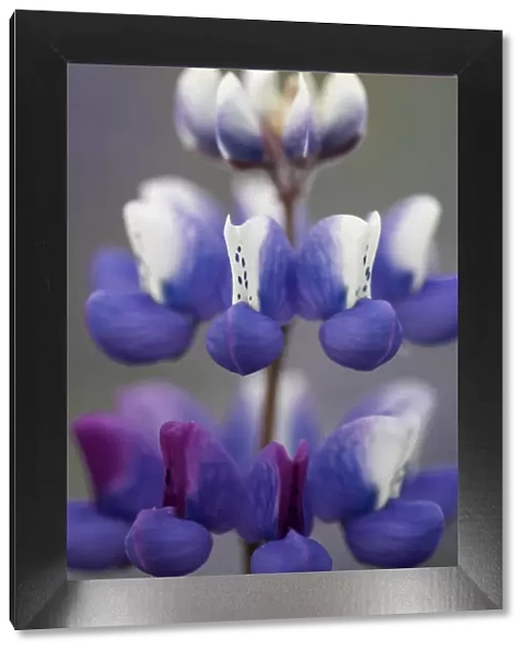USA, California, Napa Valley. Blooming lupine close-up