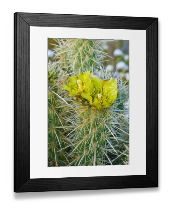 Framed Print : Buckhorn Cholla flower (Cylindropuntia acanthocarpa), Anza-Borrego Desert State Park Framed Print : Buckhorn Cholla flower (Cylindropuntia acanthocarpa), Anza-Borrego Desert State Park