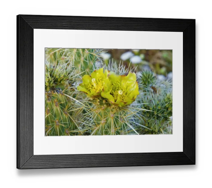 Framed Print : Buckhorn Cholla flower (Cylindropuntia acanthocarpa), Anza-Borrego Desert State Park
