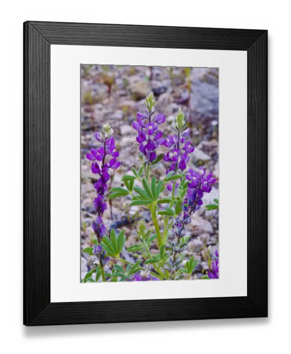 Framed Print : Desert Lupine (Lupinus sparsiflorus), Anza-Borrego Desert State Park, California, USA Framed Print : Desert Lupine (Lupinus sparsiflorus), Anza-Borrego Desert State Park, California, USA