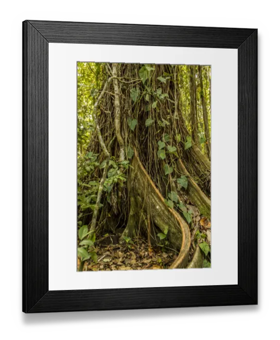 Framed Print : Tortuguero National Park, Costa Rica. Ficus tree growing near the Pachira Lodge