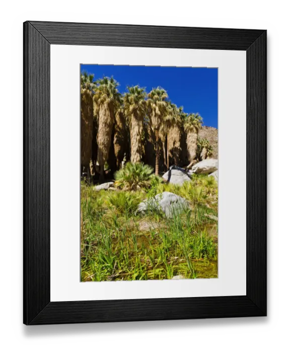 Framed Print : Oasis in Borrego Palm Canyon, Anza-Borrego Desert State Park, California, USA
