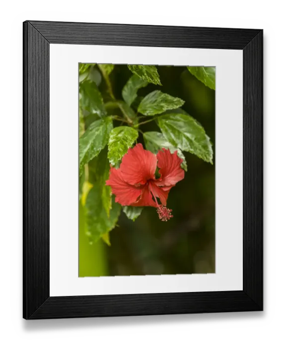 Framed Print : Tortuguero, Costa Rica. Red hibiscus flower growing wild Framed Print : Tortuguero, Costa Rica. Red hibiscus flower growing wild