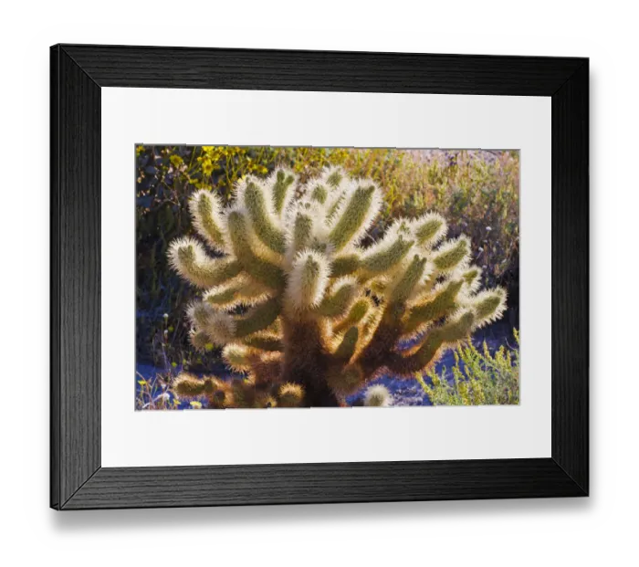 Framed Print : Morning light on cholla cactus, Anza-Borrego Desert State Park, California, USA Framed Print : Morning light on cholla cactus, Anza-Borrego Desert State Park, California, USA