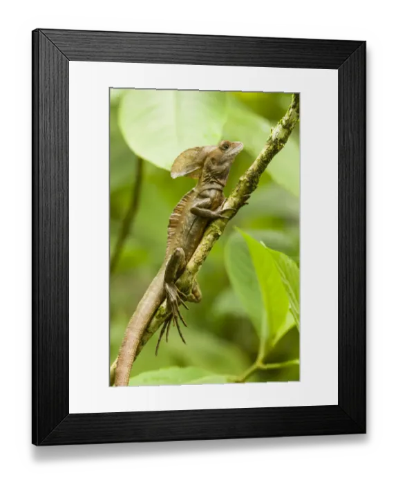 Framed Print : Tortuguero, Costa Rica. Brown, Striped or common basilisk (Basiliscus vittatus) climbing a tree Framed Print : Tortuguero, Costa Rica. Brown, Striped or common basilisk (Basiliscus vittatus) climbing a tree